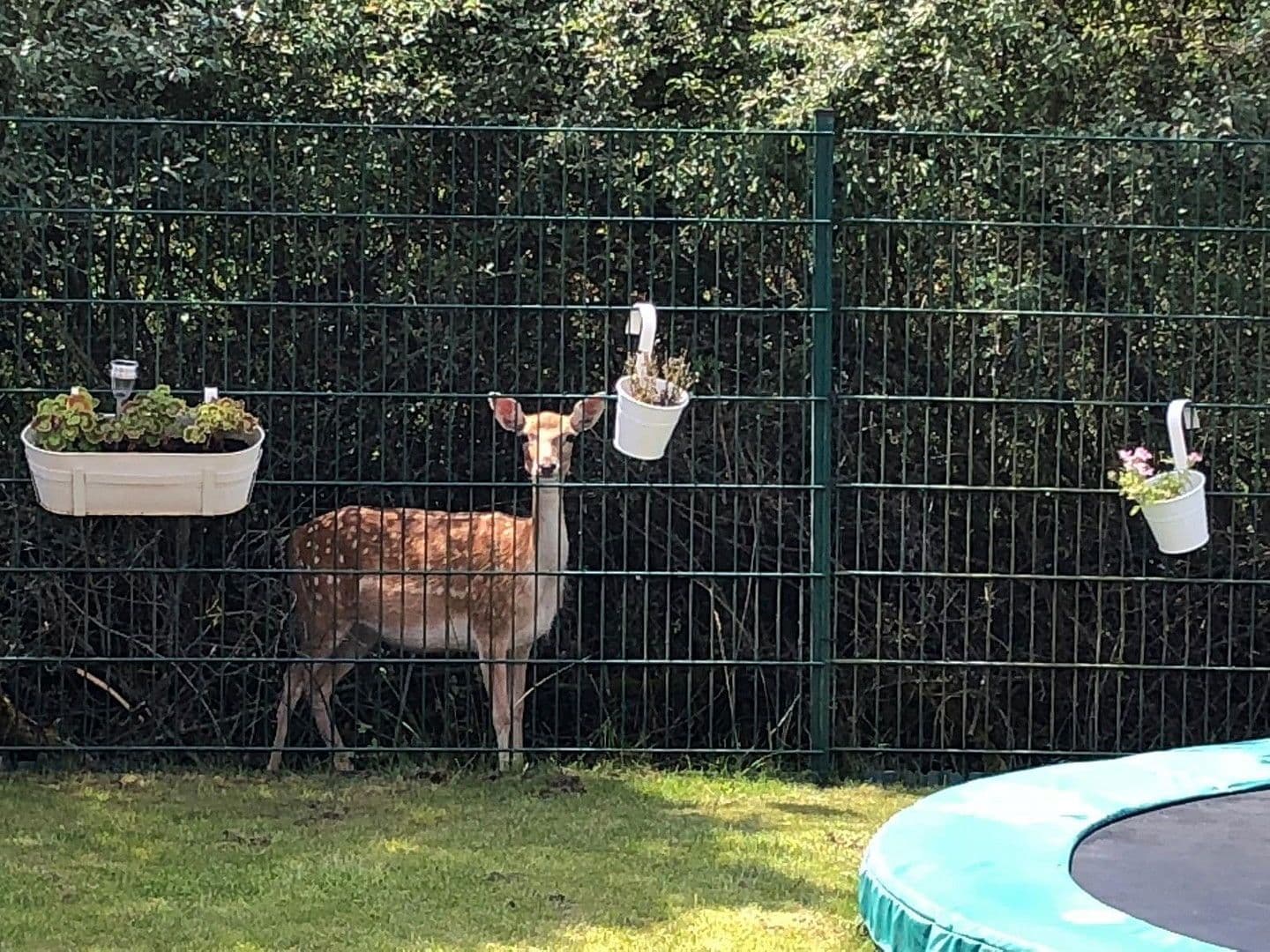 Prodej domu 116 m², pozemek 300 m², Wolfsburg, Dolní Sasko Prodej domu 116 m², pozemek 300 m², Wolfsburg, Dolní Sasko