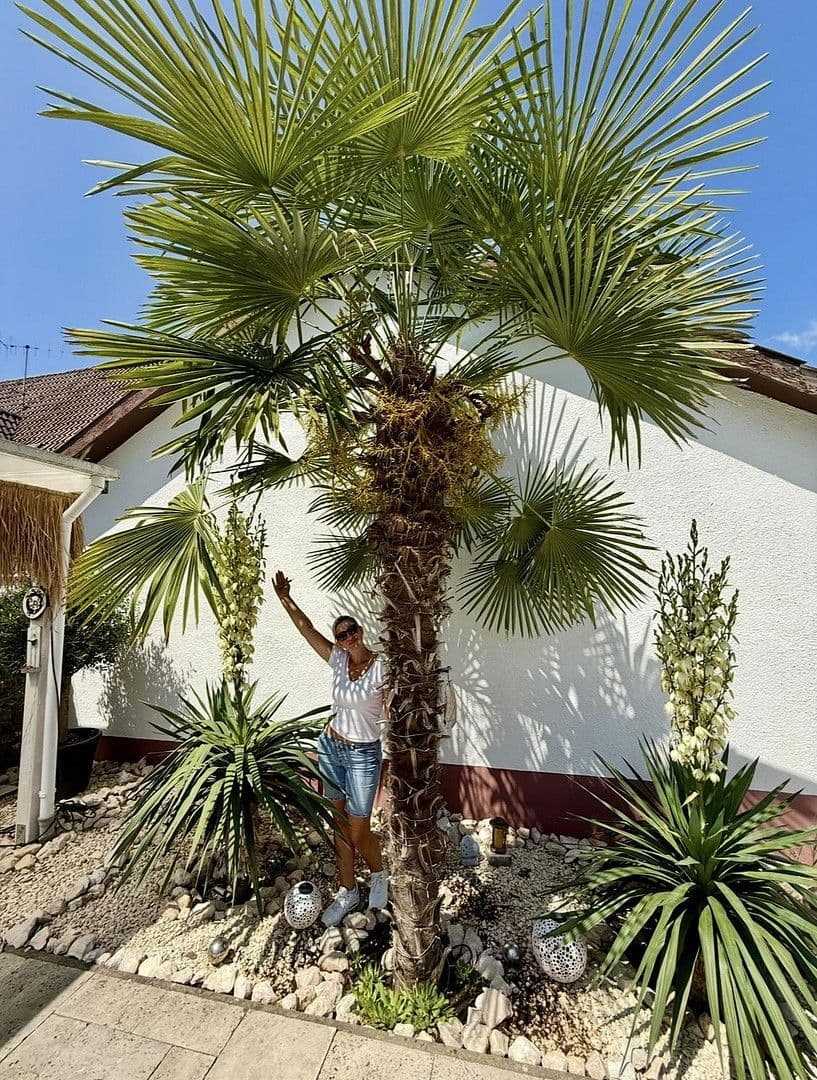 Prodej domu 220 m², pozemek 504 m², Schopfheim, Bádensko-Württembersko Prodej domu 220 m², pozemek 504 m², Schopfheim, Bádensko-Württembersko