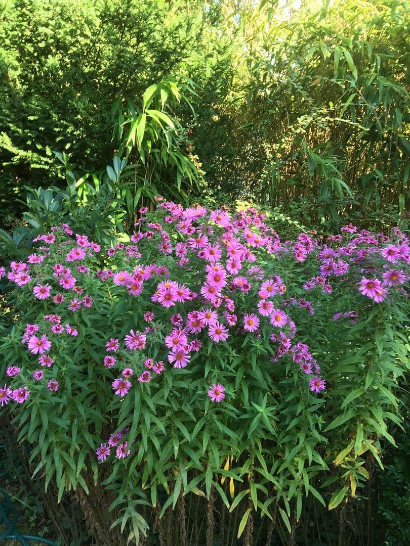 Prodej domu 365 m², pozemek 1.250 m², Saarbrücken, Země Sársko Prodej domu 365 m², pozemek 1.250 m², Saarbrücken, Země Sársko