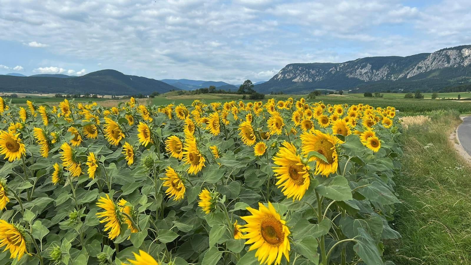 Prodej pozemku 1.300 m², Stollhof, Dolní Rakousko Prodej pozemku 1.300 m², Stollhof, Dolní Rakousko