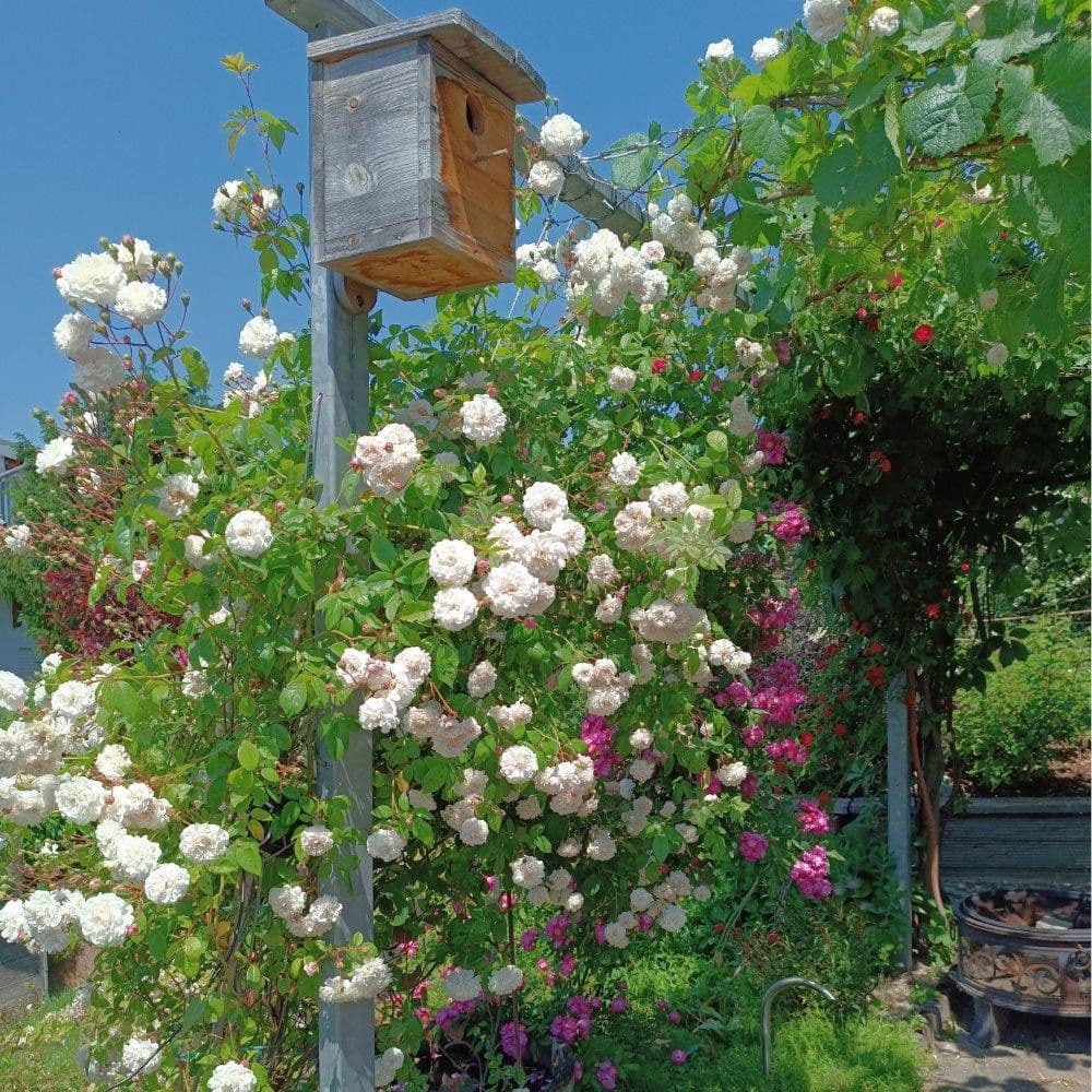 Prodej domu 173 m², pozemek 374 m², Ihringen, Bádensko-Württembersko Prodej domu 173 m², pozemek 374 m², Ihringen, Bádensko-Württembersko