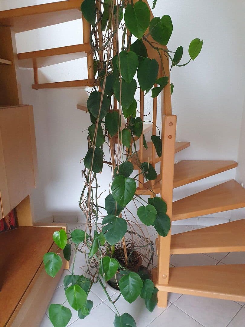 Prodej bytu 4+1 100 m², Bad Herrenalb, Bádensko-Württembersko Prodej bytu 4+1 100 m², Bad Herrenalb, Bádensko-Württembersko