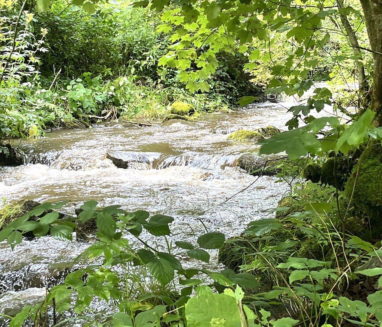 Prodej domu 263 m², pozemek 17.301 m², Wildschapbachstraße 6, Bad Rippoldsau-Schapbach, Bádensko-Württembersko Prodej domu 263 m², pozemek 17.301 m², Wildschapbachstraße 6, Bad Rippoldsau-Schapbach, Bádensko-Württembersko