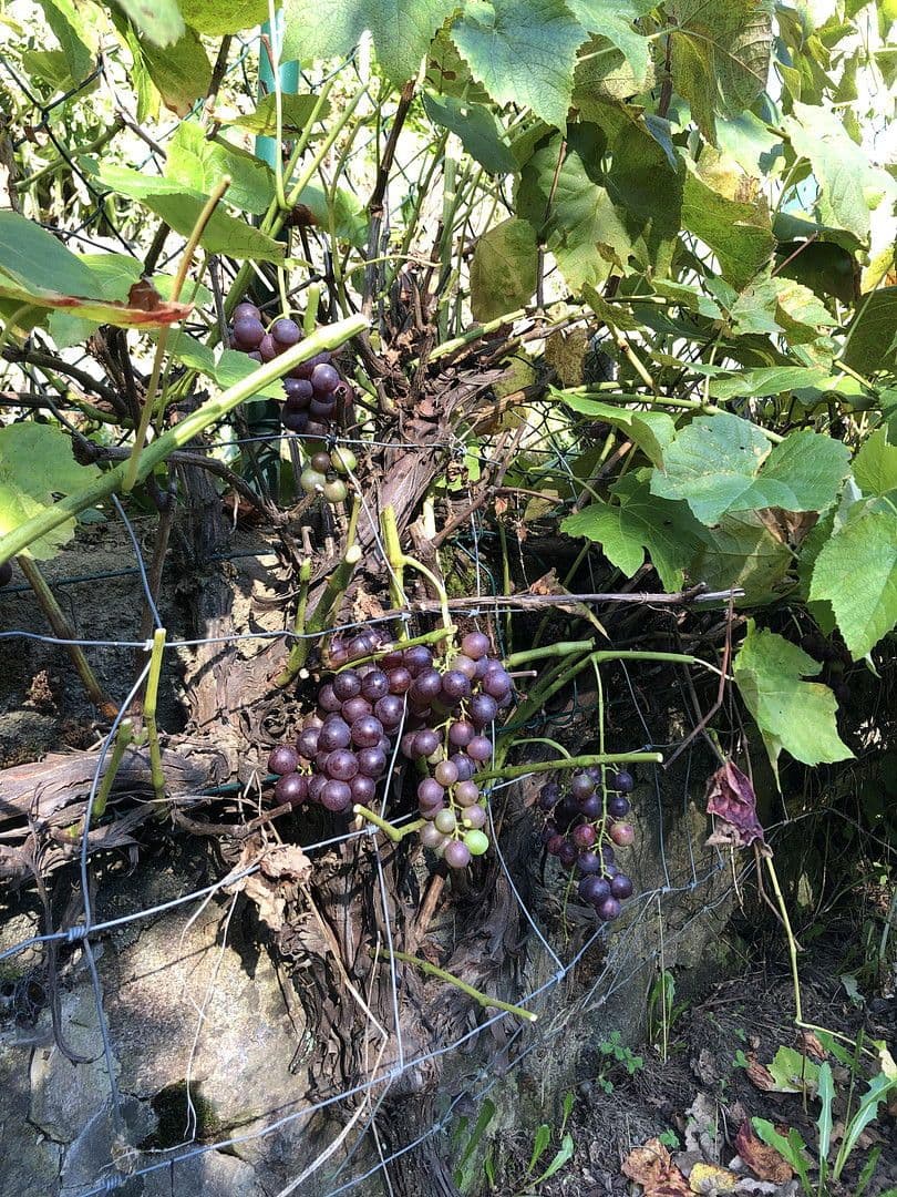 Prodej domu 263 m², pozemek 17.301 m², Wildschapbachstraße 6, Bad Rippoldsau-Schapbach, Bádensko-Württembersko Prodej domu 263 m², pozemek 17.301 m², Wildschapbachstraße 6, Bad Rippoldsau-Schapbach, Bádensko-Württembersko