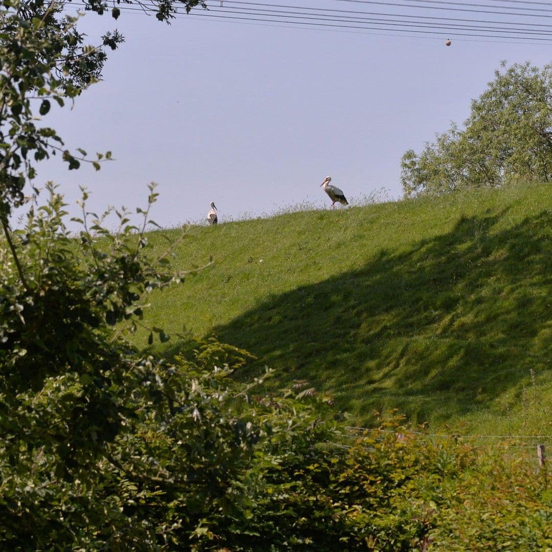 Prodej domu 188 m², pozemek 6.000 m², Bahrenfleth, Šlesvicko-Holštýnsko Prodej domu 188 m², pozemek 6.000 m², Bahrenfleth, Šlesvicko-Holštýnsko