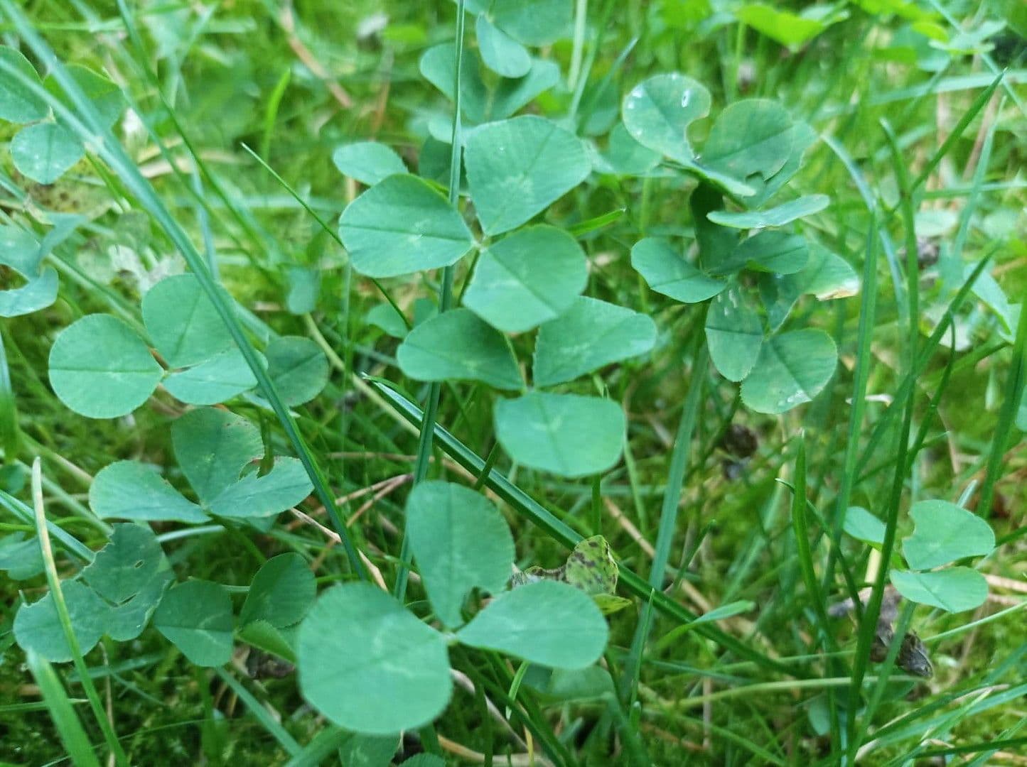 Prodej pozemku 500 m², Berlin, Berlín Prodej pozemku 500 m², Berlin, Berlín