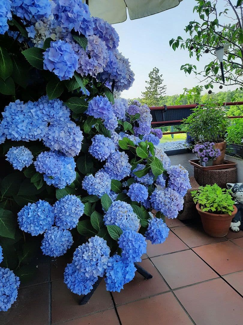 Prodej bytu 7+1 192 m², Bergisch Gladbach, Severní Porýní-Vestfálsko Prodej bytu 7+1 192 m², Bergisch Gladbach, Severní Porýní-Vestfálsko