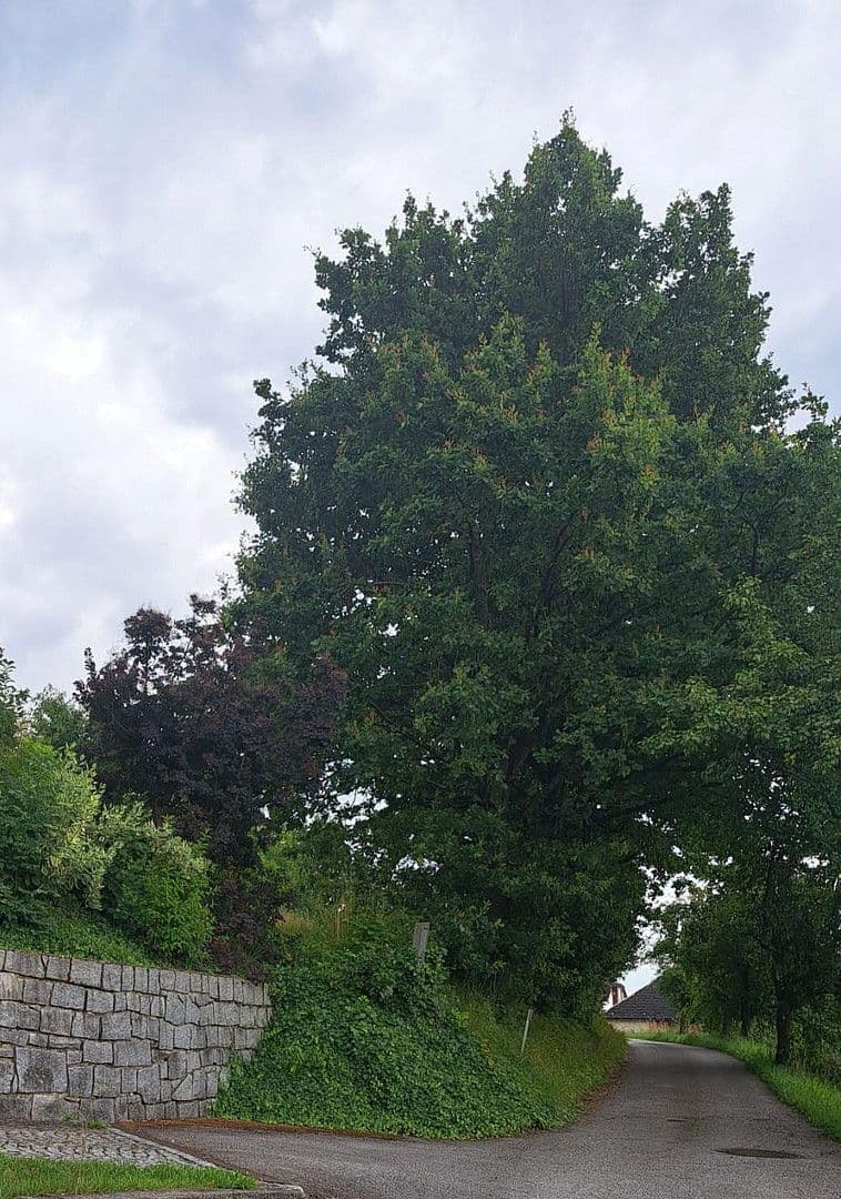 Prodej pozemku 992 m², Leitnerweg, Leharweg, Walding, Horní Rakousko Prodej pozemku 992 m², Leitnerweg, Leharweg, Walding, Horní Rakousko