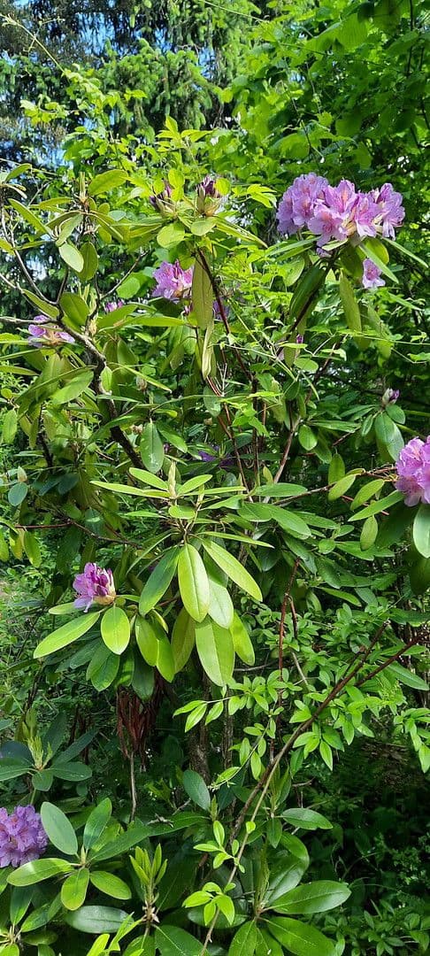 Prodej pozemku 8.272 m², Ranch Ried Retter, Krems, Dolní Rakousko Prodej pozemku 8.272 m², Ranch Ried Retter, Krems, Dolní Rakousko