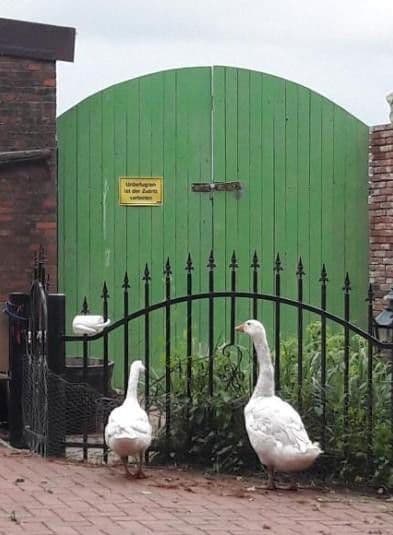 Prodej domu 160 m², pozemek 3.500 m², St. Georgiwold 28, Weener, Dolní Sasko Prodej domu 160 m², pozemek 3.500 m², St. Georgiwold 28, Weener, Dolní Sasko