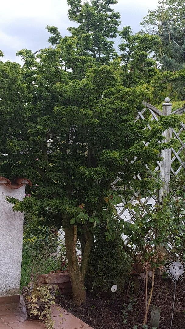 Prodej domu 132 m², pozemek 256 m², Dasing, Bavorsko Prodej domu 132 m², pozemek 256 m², Dasing, Bavorsko