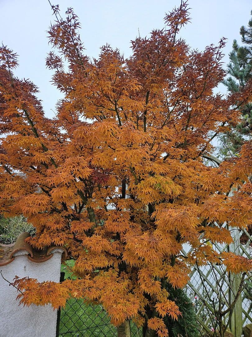 Prodej domu 132 m², pozemek 256 m², Dasing, Bavorsko Prodej domu 132 m², pozemek 256 m², Dasing, Bavorsko