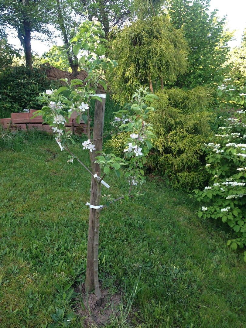 Prodej domu 120 m², pozemek 720 m², Haibach, Bavorsko Prodej domu 120 m², pozemek 720 m², Haibach, Bavorsko