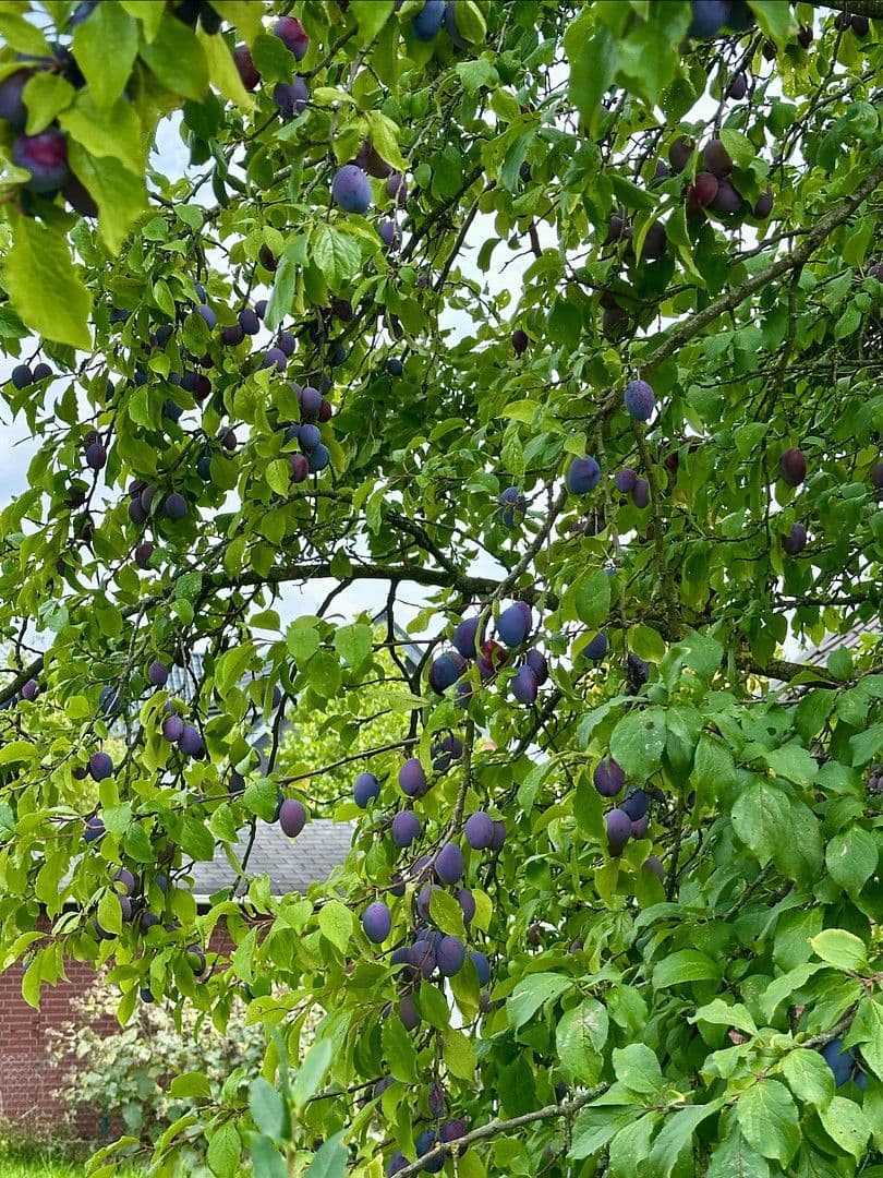 Prodej domu 158 m², pozemek 400 m², Altenberge, Severní Porýní-Vestfálsko Prodej domu 158 m², pozemek 400 m², Altenberge, Severní Porýní-Vestfálsko