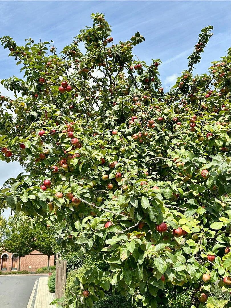 Prodej domu 158 m², pozemek 400 m², Altenberge, Severní Porýní-Vestfálsko Prodej domu 158 m², pozemek 400 m², Altenberge, Severní Porýní-Vestfálsko