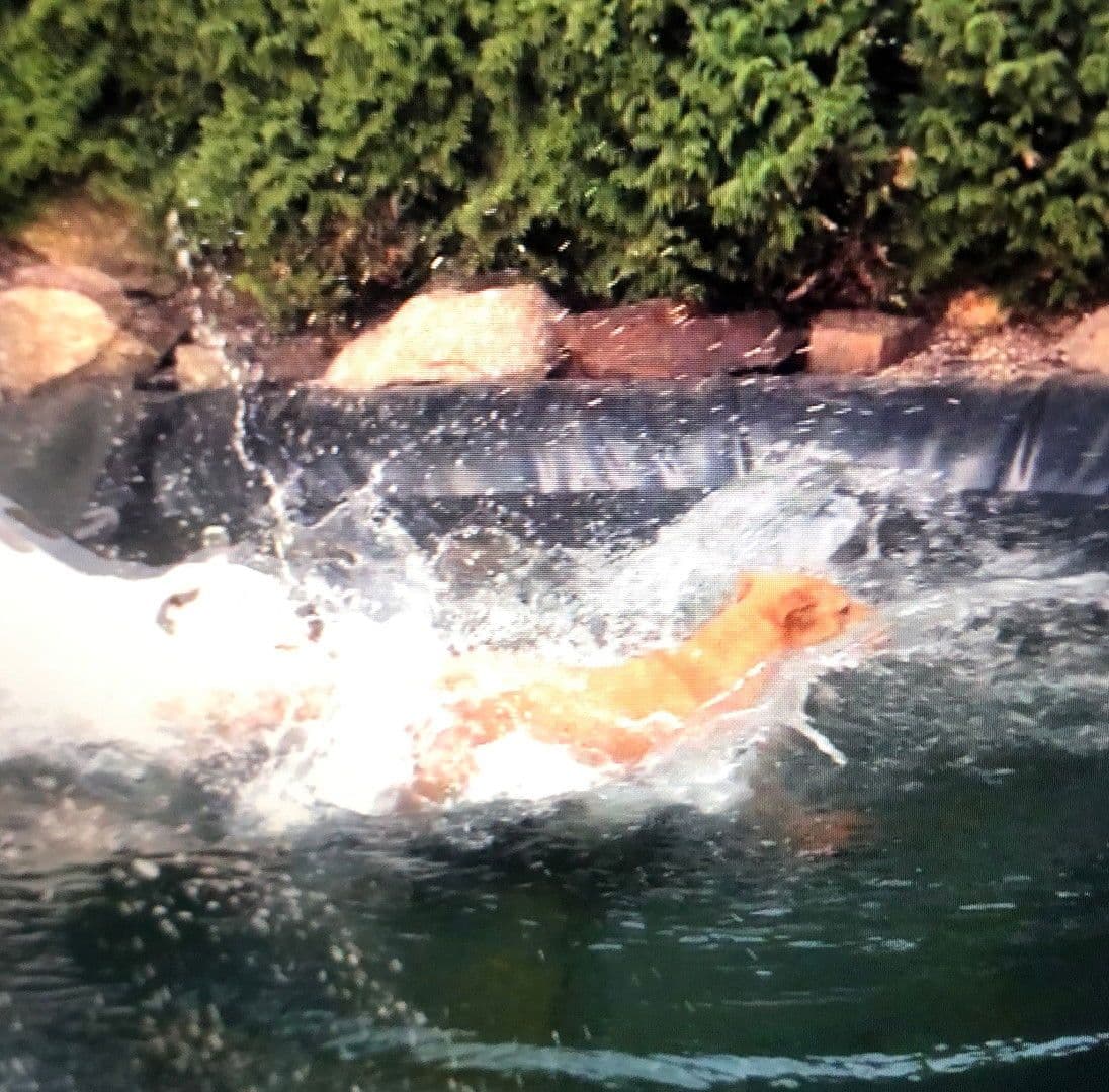 Prodej domu 228 m², pozemek 1.300 m², Falkenstein, Bavorsko Prodej domu 228 m², pozemek 1.300 m², Falkenstein, Bavorsko