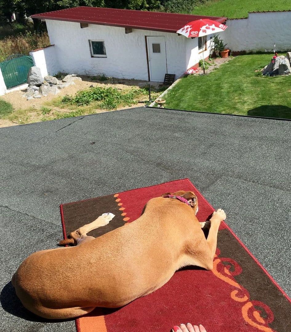 Prodej domu 228 m², pozemek 1.300 m², Falkenstein, Bavorsko Prodej domu 228 m², pozemek 1.300 m², Falkenstein, Bavorsko