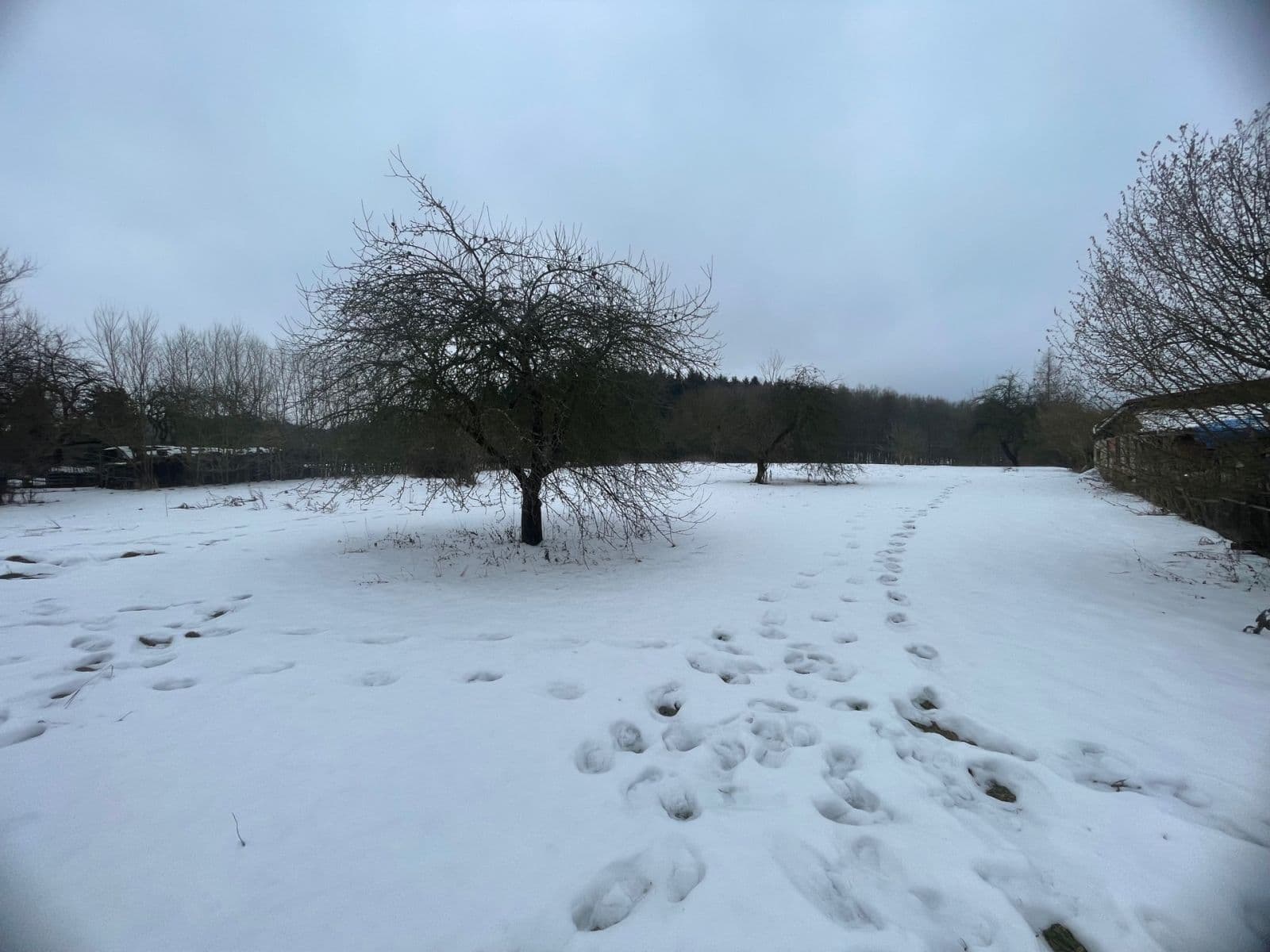 Prodej pozemku 5.000 m², Sadov, Karlovarský kraj Prodej pozemku 5.000 m², Sadov, Karlovarský kraj