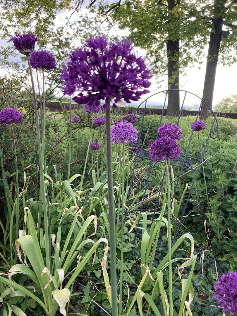 Prodej domu 180 m², pozemek 2.889 m², Nienstädt, Dolní Sasko Prodej domu 180 m², pozemek 2.889 m², Nienstädt, Dolní Sasko