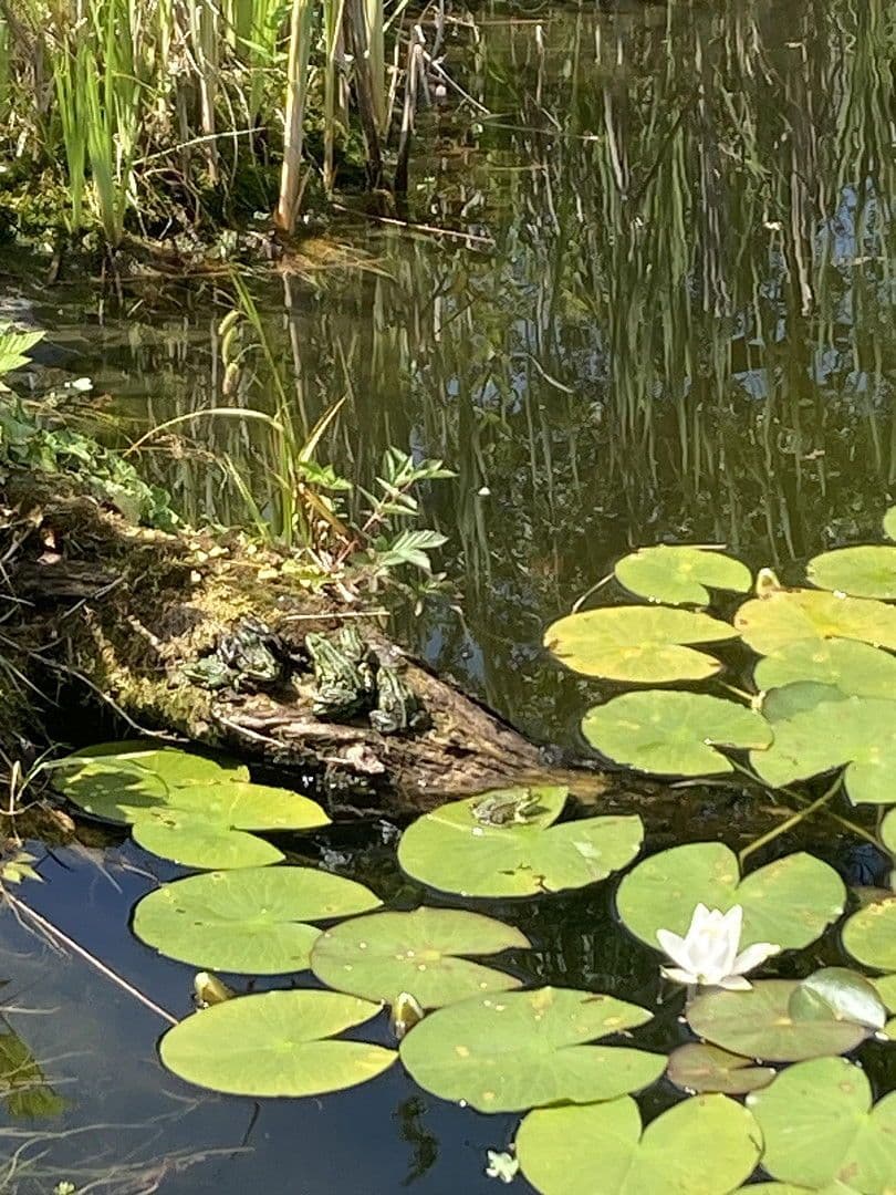 Prodej domu 180 m², pozemek 2.889 m², Nienstädt, Dolní Sasko Prodej domu 180 m², pozemek 2.889 m², Nienstädt, Dolní Sasko