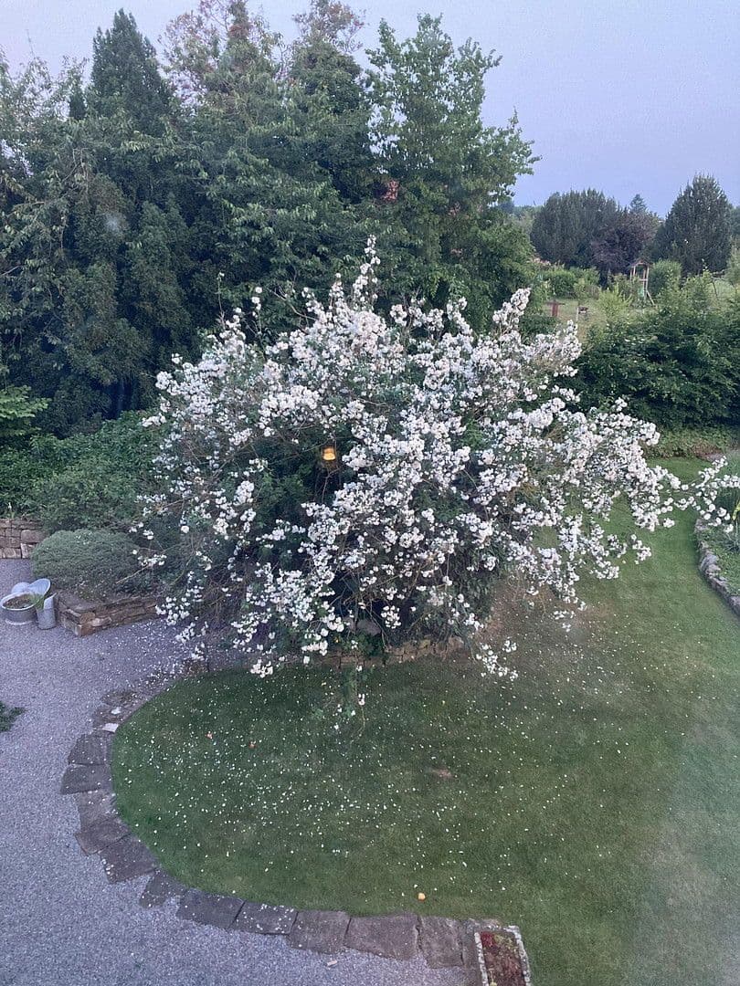 Prodej domu 180 m², pozemek 2.889 m², Nienstädt, Dolní Sasko Prodej domu 180 m², pozemek 2.889 m², Nienstädt, Dolní Sasko