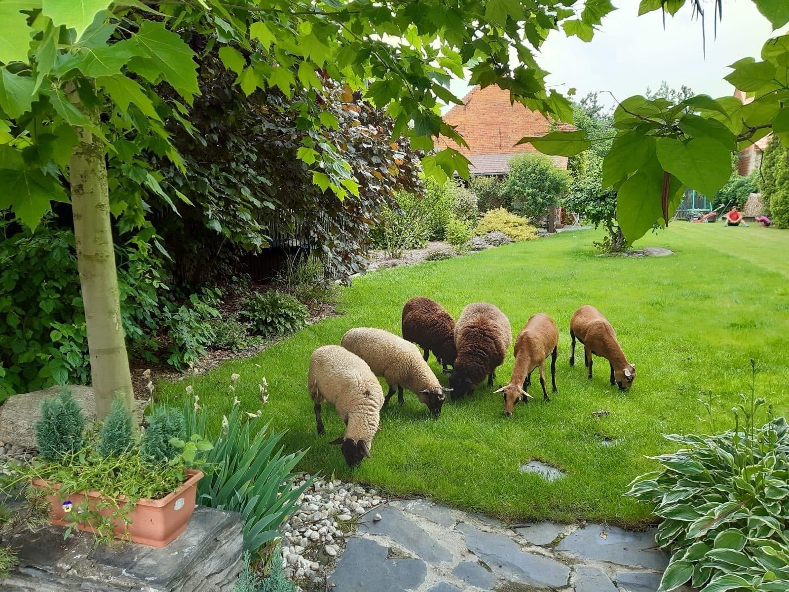 Prodej domu 367 m², pozemek 3.686 m², Svárov, Troubky, Olomoucký kraj Prodej domu 367 m², pozemek 3.686 m², Svárov, Troubky, Olomoucký kraj