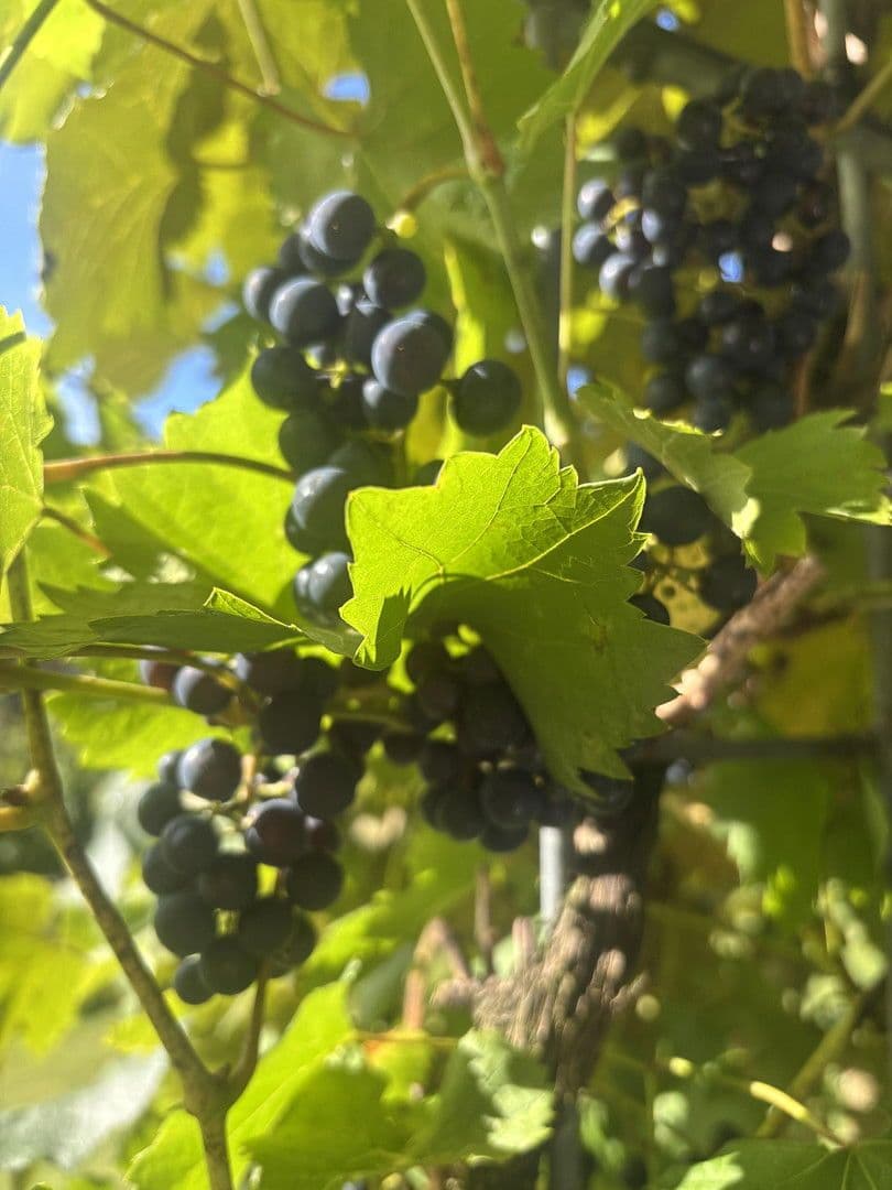 Pronájem bytu 4+1 120 m², Kupfstattgasse 18, Jochberg, Tyrolsko Pronájem bytu 4+1 120 m², Kupfstattgasse 18, Jochberg, Tyrolsko