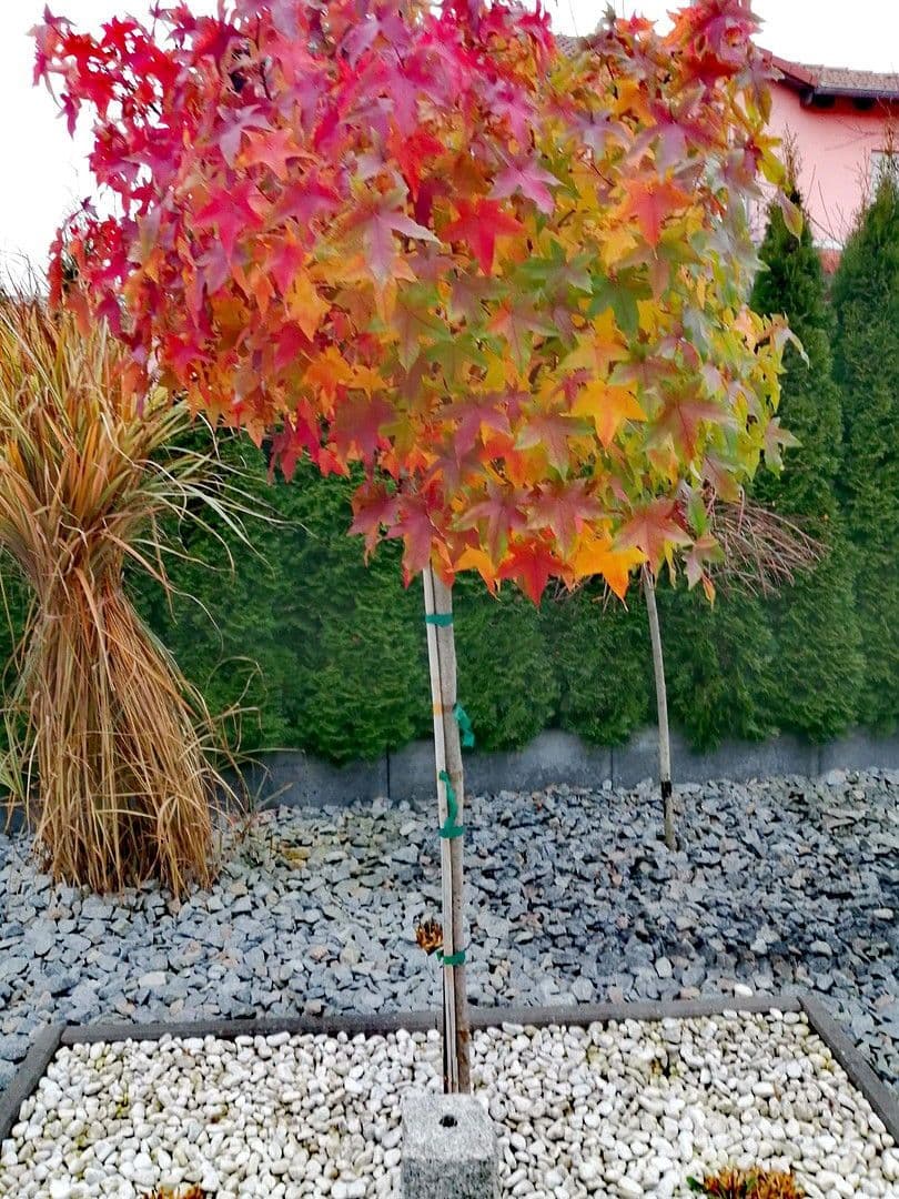 Pronájem domu 210 m², pozemek 670 m², Wilhermsdorf, Bavorsko Pronájem domu 210 m², pozemek 670 m², Wilhermsdorf, Bavorsko