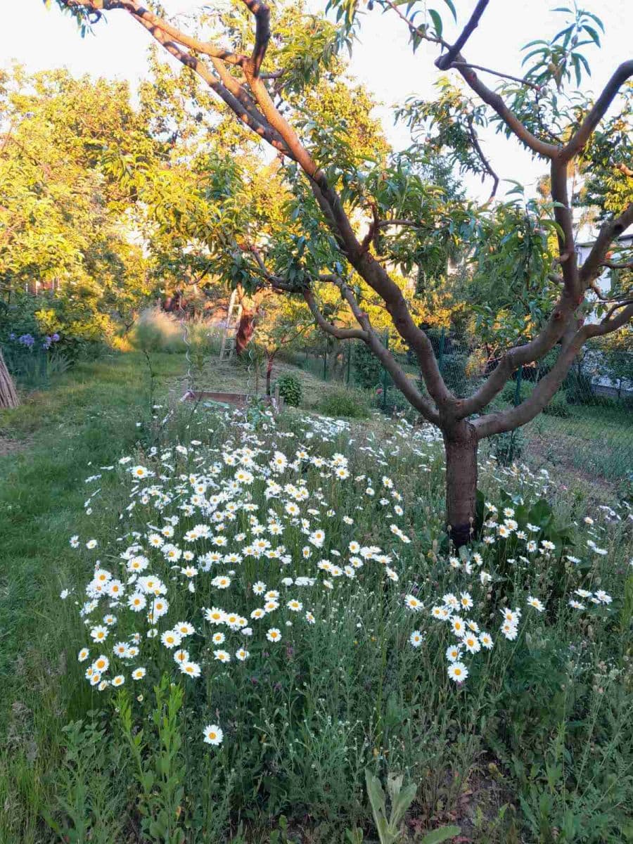 Prodej domu 115 m², pozemek 600 m², Kytnerova, Brno, Jihomoravský kraj Prodej domu 115 m², pozemek 600 m², Kytnerova, Brno, Jihomoravský kraj