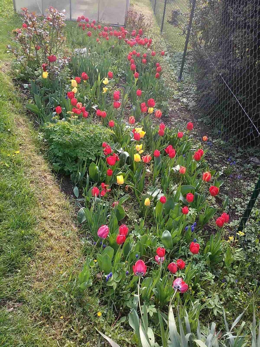 Prodej domu 115 m², pozemek 600 m², Kytnerova, Brno, Jihomoravský kraj Prodej domu 115 m², pozemek 600 m², Kytnerova, Brno, Jihomoravský kraj