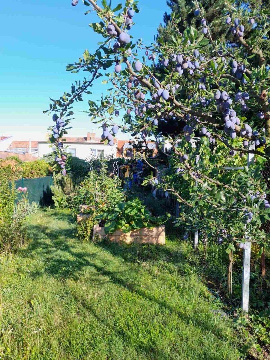 Prodej domu 115 m², pozemek 600 m², Kytnerova, Brno, Jihomoravský kraj Prodej domu 115 m², pozemek 600 m², Kytnerova, Brno, Jihomoravský kraj