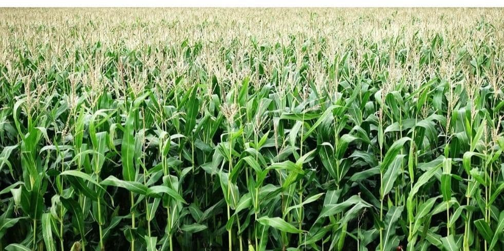 Prodej pozemku 23.000.000 m², Waidhaus, Bavorsko Prodej pozemku 23.000.000 m², Waidhaus, Bavorsko