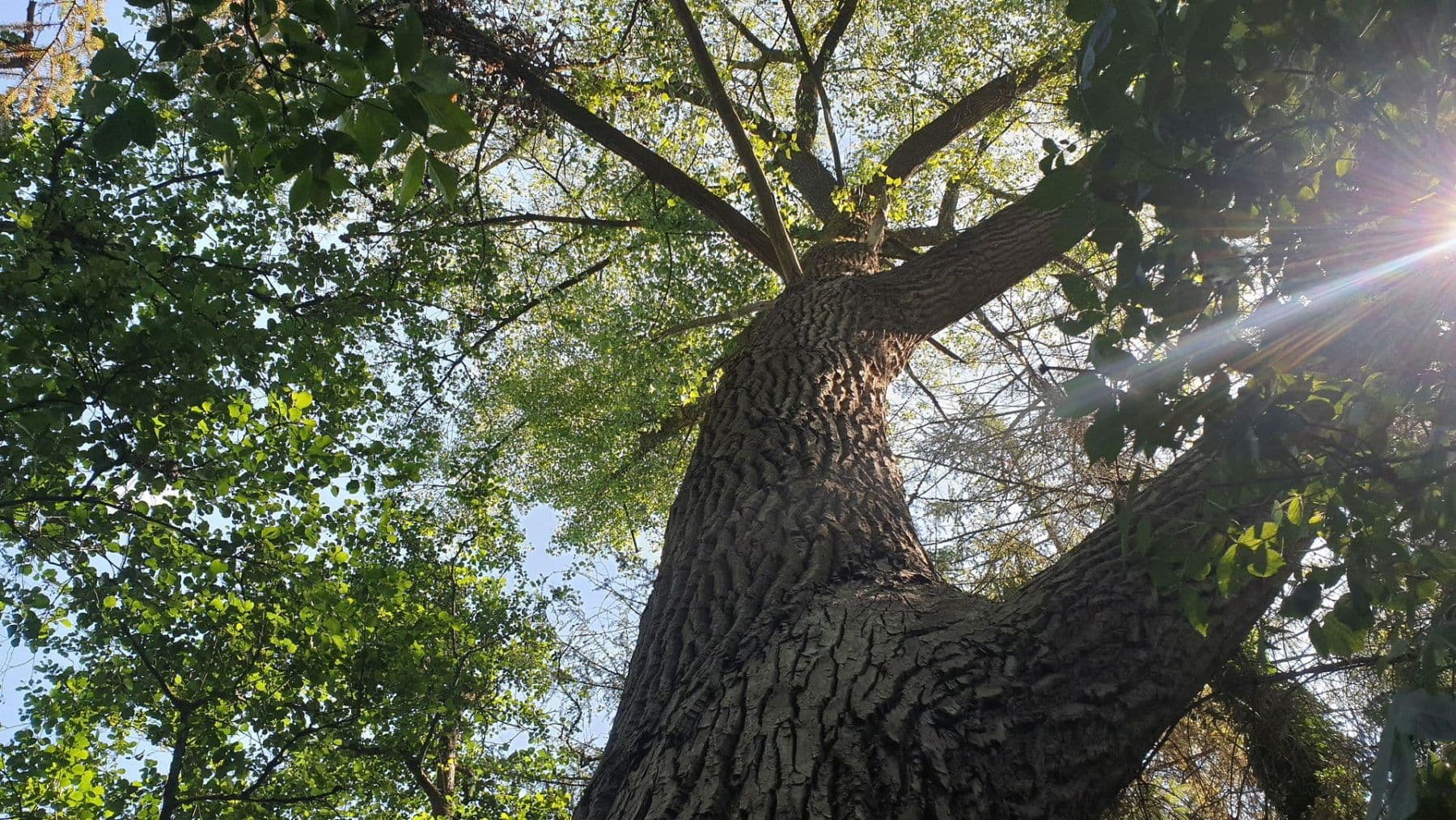 Prodej domu 120 m², pozemek 23.459 m², Tangstedt, Šlesvicko-Holštýnsko Prodej domu 120 m², pozemek 23.459 m², Tangstedt, Šlesvicko-Holštýnsko