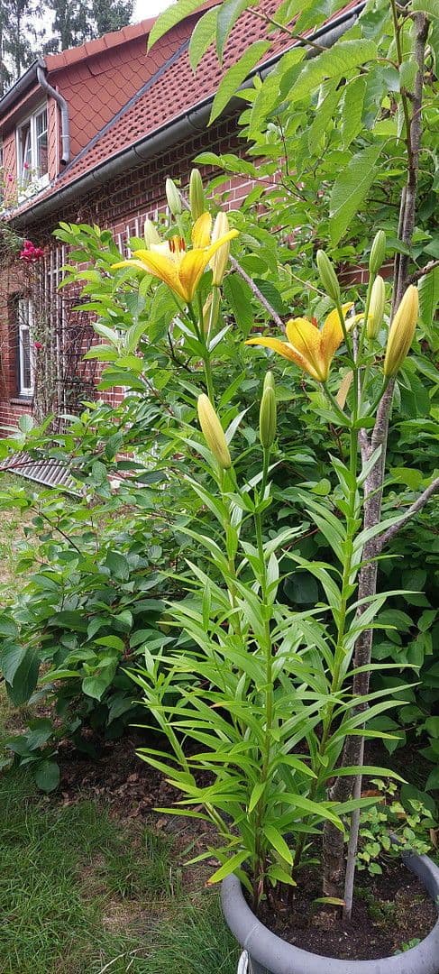 Pronájem bytu 2+kk 90 m², Schneverdingen, Dolní Sasko Pronájem bytu 2+kk 90 m², Schneverdingen, Dolní Sasko