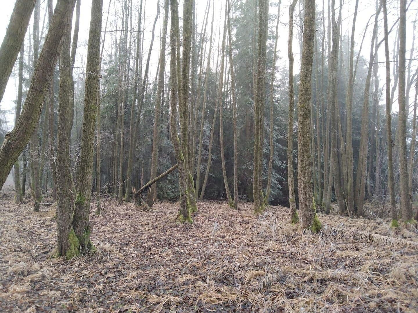 Prodej pozemku 21.462 m², Details bei Anfrage, Vitis, Dolní Rakousko Prodej pozemku 21.462 m², Details bei Anfrage, Vitis, Dolní Rakousko