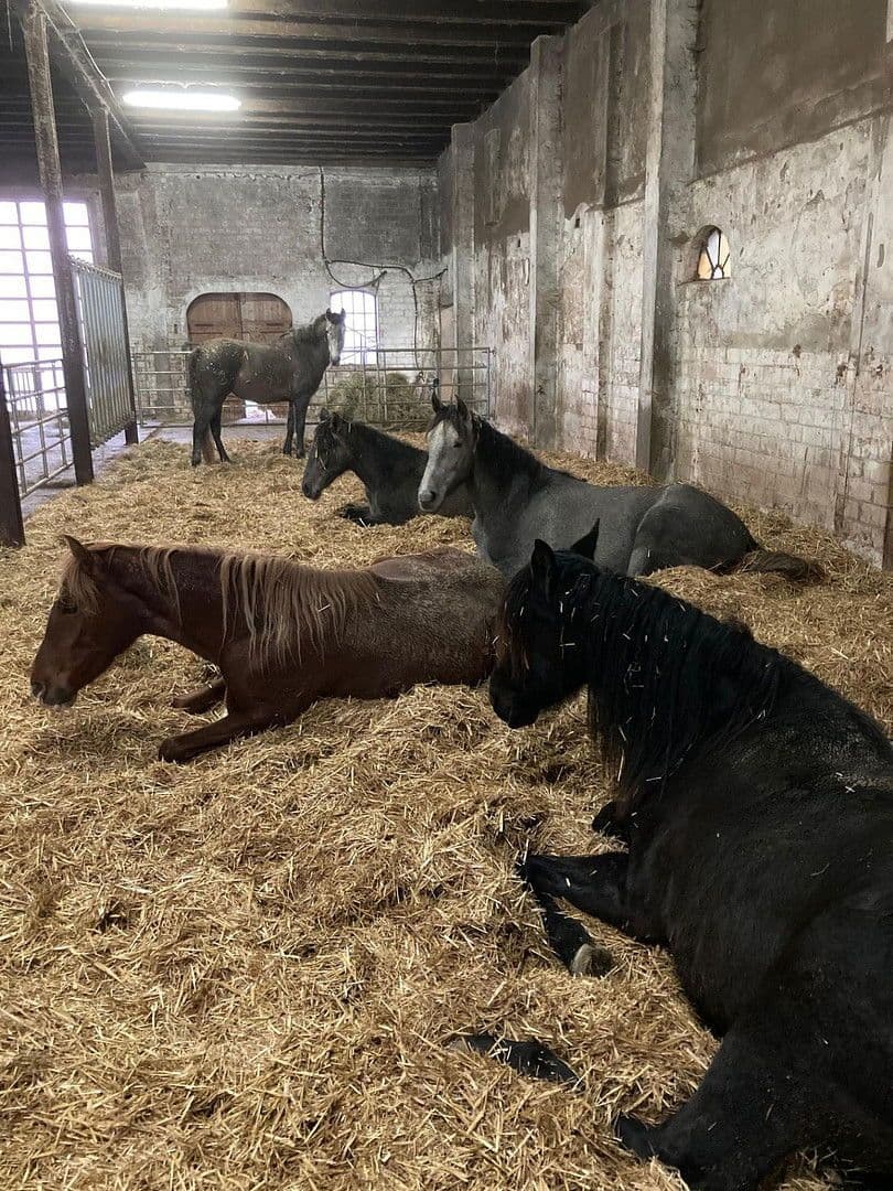 Prodej domu 380 m², pozemek 350.000 m², Domäne Hünkemann 1, Wurster Nordseeküste, Dolní Sasko Prodej domu 380 m², pozemek 350.000 m², Domäne Hünkemann 1, Wurster Nordseeküste, Dolní Sasko