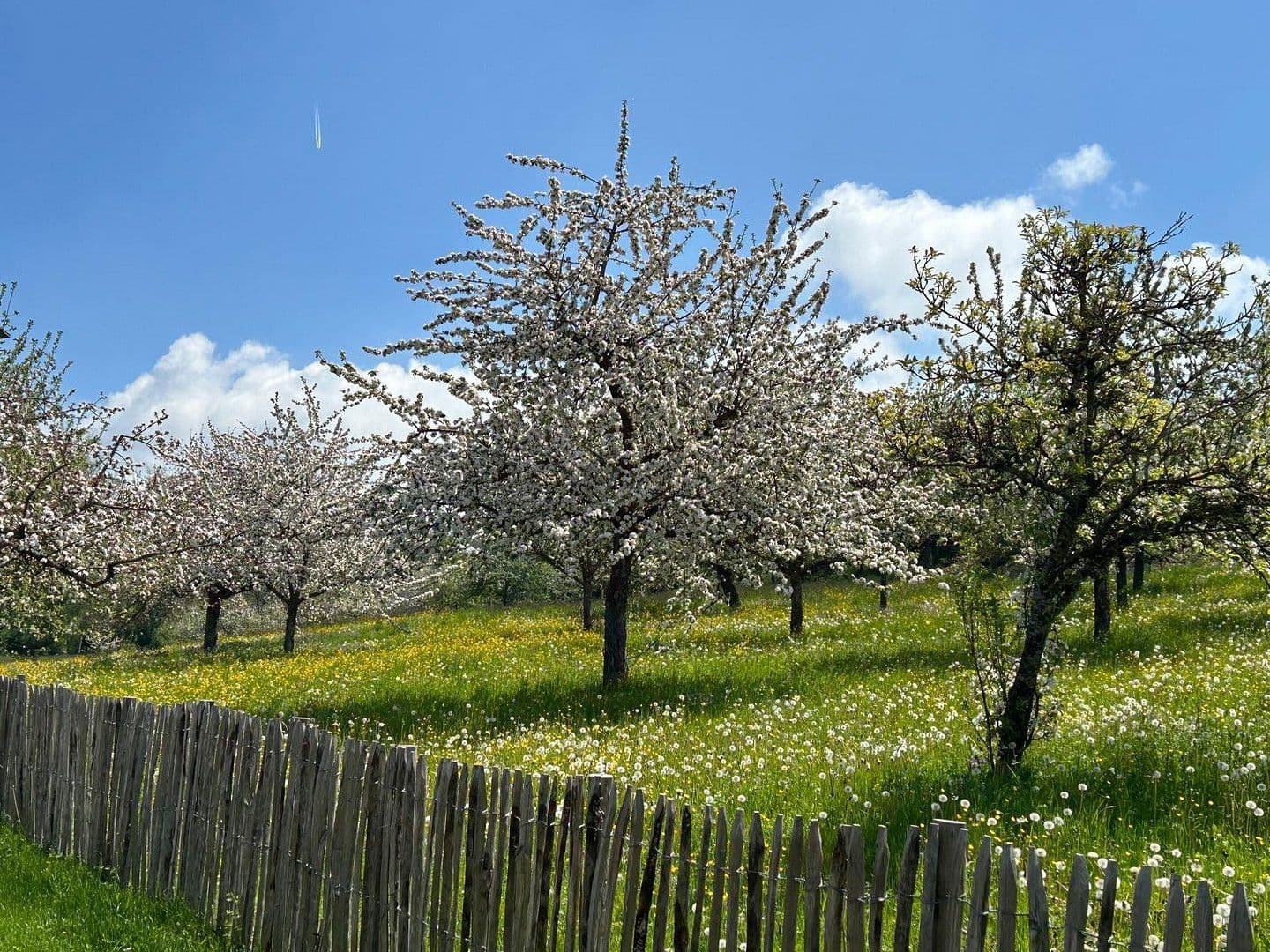 Prodej domu 220 m², pozemek 1.329 m², Stühlingen, Bádensko-Württembersko Prodej domu 220 m², pozemek 1.329 m², Stühlingen, Bádensko-Württembersko