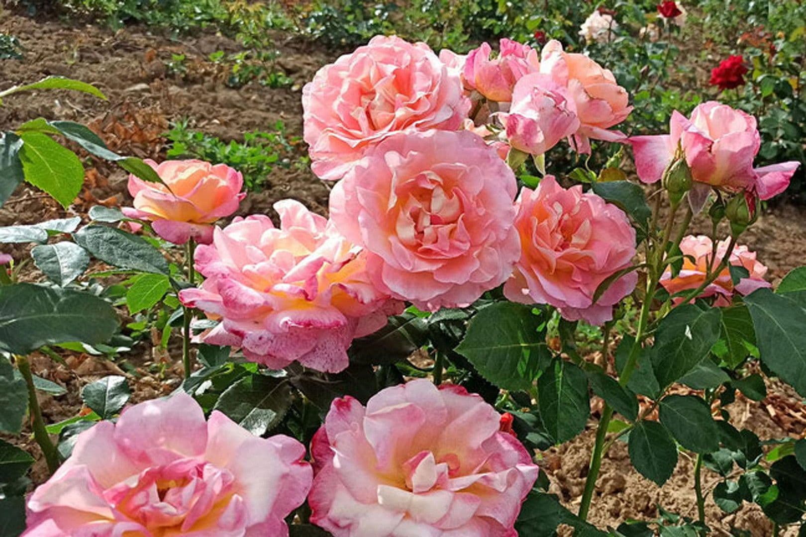 Prodej domu 130 m², pozemek 450 m², Teichstraße 7, Wentorf bei Hamburg, Šlesvicko-Holštýnsko Prodej domu 130 m², pozemek 450 m², Teichstraße 7, Wentorf bei Hamburg, Šlesvicko-Holštýnsko