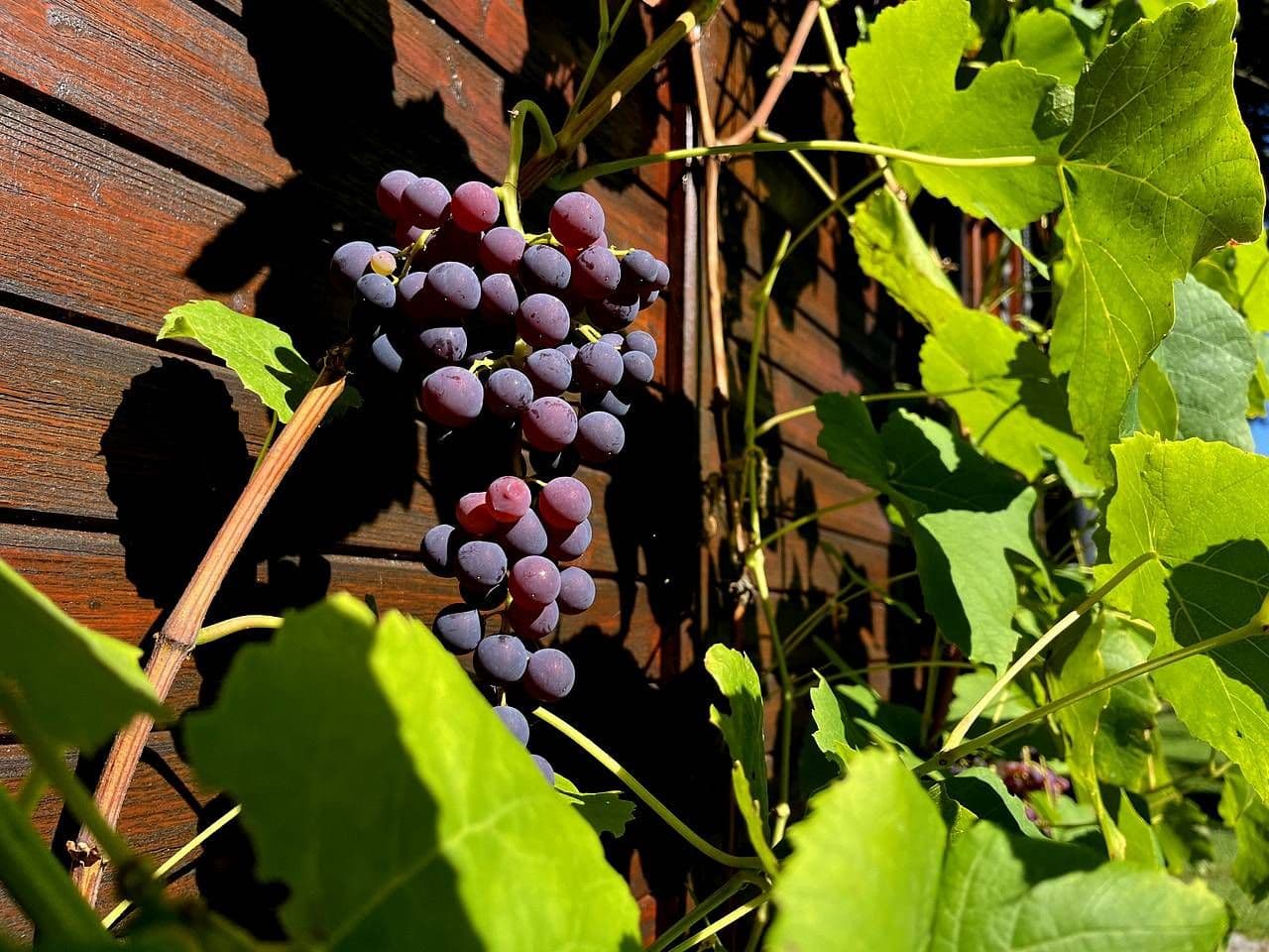 Pronájem chaty, chalupy, Hamr na Jezeře, Liberecký kraj Pronájem chaty, chalupy, Hamr na Jezeře, Liberecký kraj