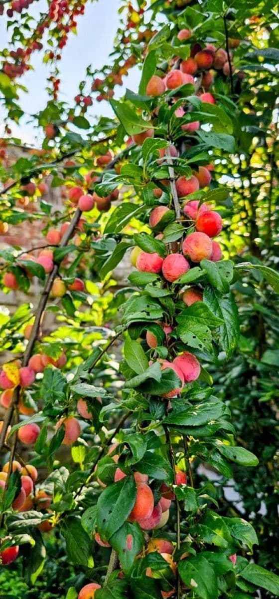 Prodej domu 398 m², pozemek 1.153 m², Hředle, Středočeský kraj Prodej domu 398 m², pozemek 1.153 m², Hředle, Středočeský kraj