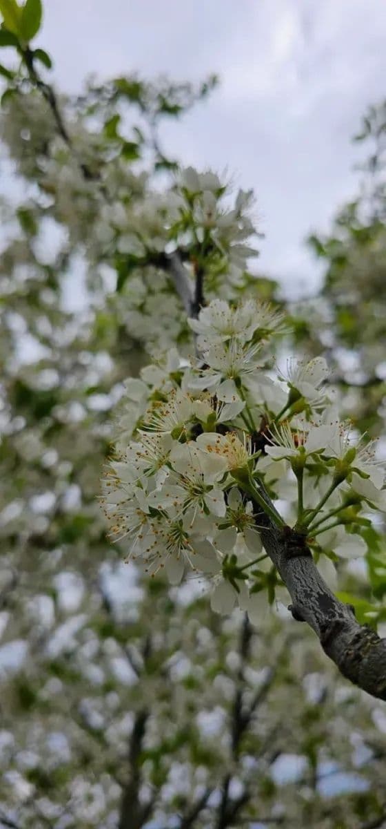 Prodej domu 398 m², pozemek 1.153 m², Hředle, Středočeský kraj Prodej domu 398 m², pozemek 1.153 m², Hředle, Středočeský kraj