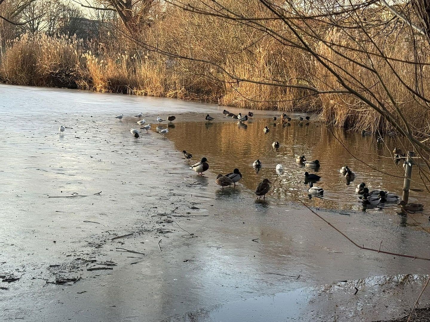 Prodej domu 212 m², pozemek 970 m², Hannover, Dolní Sasko Prodej domu 212 m², pozemek 970 m², Hannover, Dolní Sasko