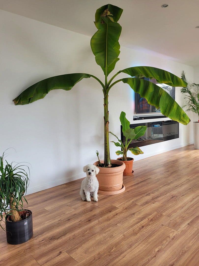 Prodej domu 190 m², pozemek 865 m², Goldbachstr. 2A, Florstadt, Hessen Prodej domu 190 m², pozemek 865 m², Goldbachstr. 2A, Florstadt, Hessen