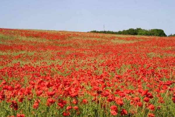 Prodej pozemku 999 m², Glowe, Mecklenburg-Vorpommern Prodej pozemku 999 m², Glowe, Mecklenburg-Vorpommern