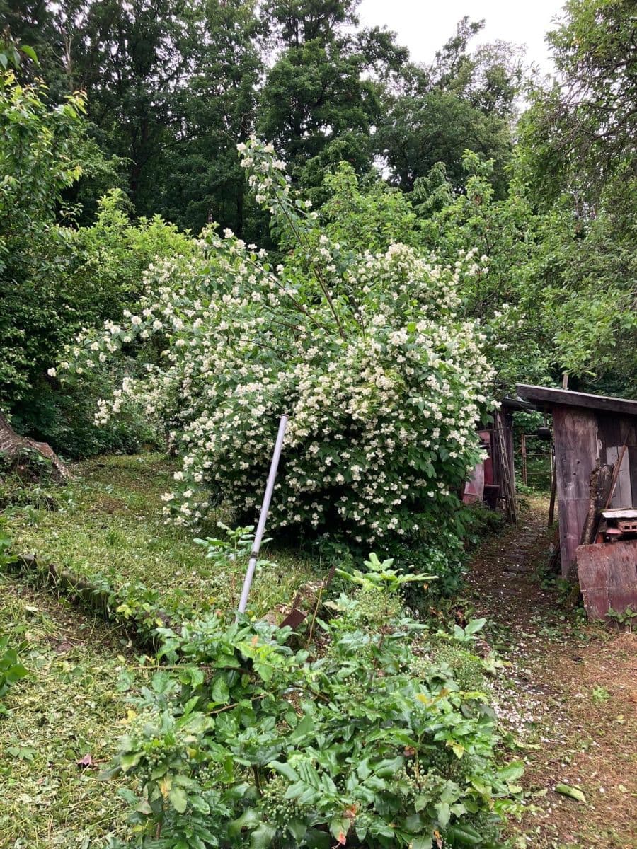 Prodej chaty, chalupy 28 m², pozemek 583 m², Brno, Jihomoravský kraj Prodej chaty, chalupy 28 m², pozemek 583 m², Brno, Jihomoravský kraj