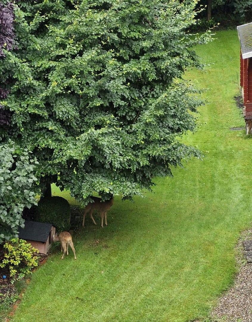 Pronájem bytu 5+1 125 m², Lütjenburger Str. 4a, Plön, Šlesvicko-Holštýnsko Pronájem bytu 5+1 125 m², Lütjenburger Str. 4a, Plön, Šlesvicko-Holštýnsko