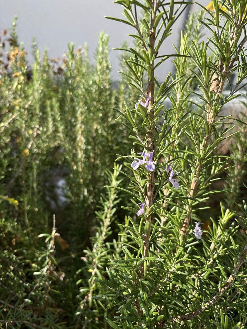 Prodej domu 230 m², pozemek 230 m², Friedrich-Pecht-Weg, 10, Konstanz, Bádensko-Württembersko Prodej domu 230 m², pozemek 230 m², Friedrich-Pecht-Weg, 10, Konstanz, Bádensko-Württembersko