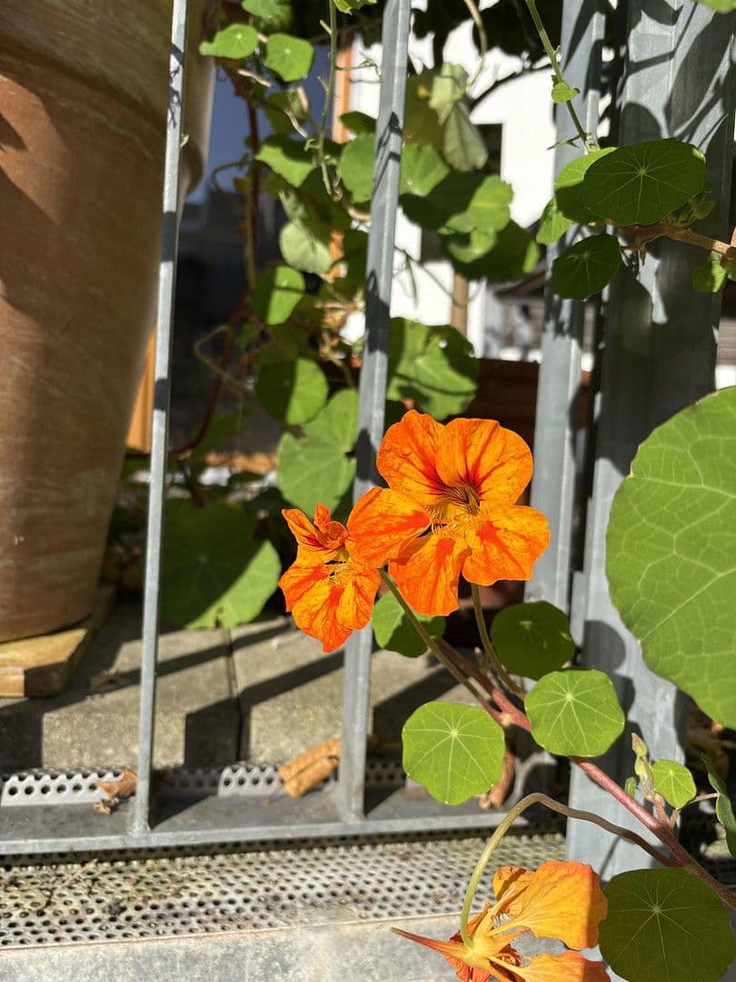 Prodej domu 230 m², pozemek 230 m², Friedrich-Pecht-Weg, 10, Konstanz, Bádensko-Württembersko Prodej domu 230 m², pozemek 230 m², Friedrich-Pecht-Weg, 10, Konstanz, Bádensko-Württembersko