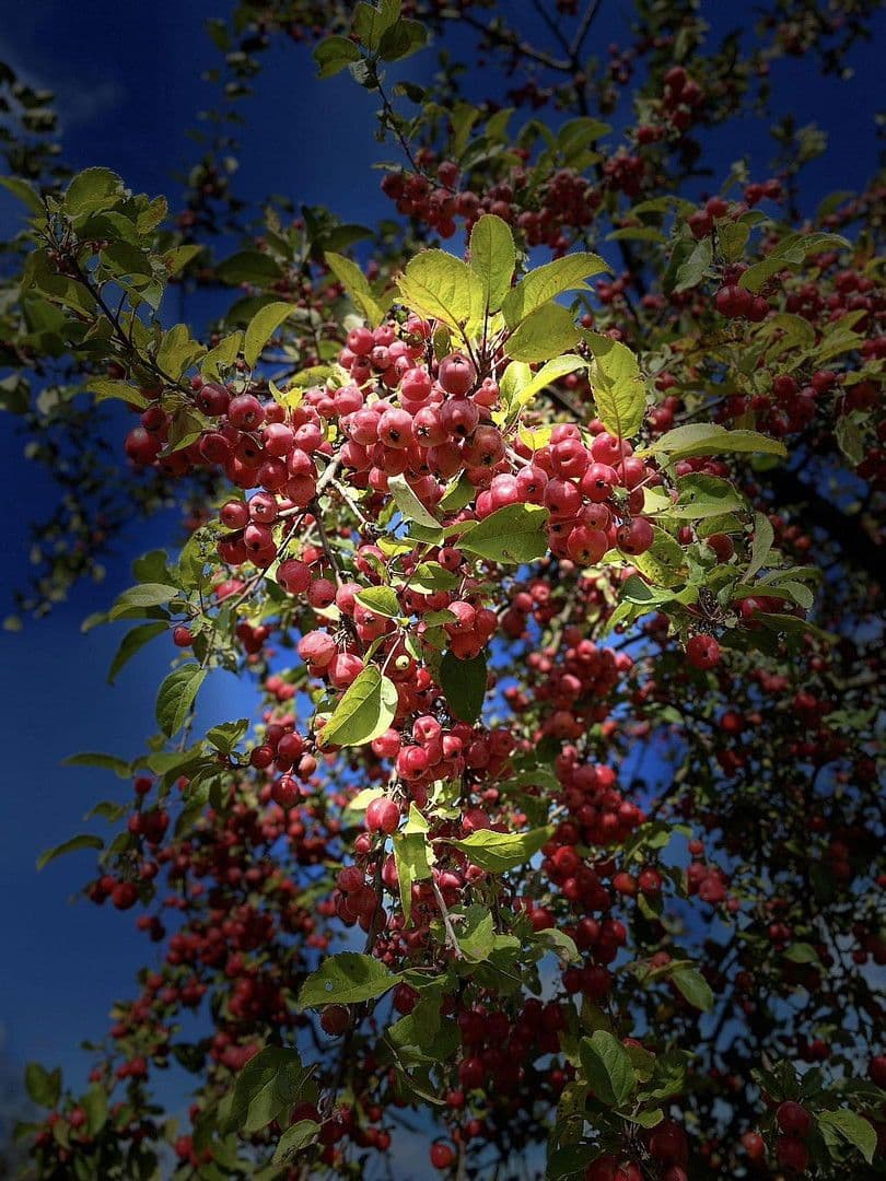Pronájem domu 87 m², pozemek 200 m², Berlin, Berlín Pronájem domu 87 m², pozemek 200 m², Berlin, Berlín