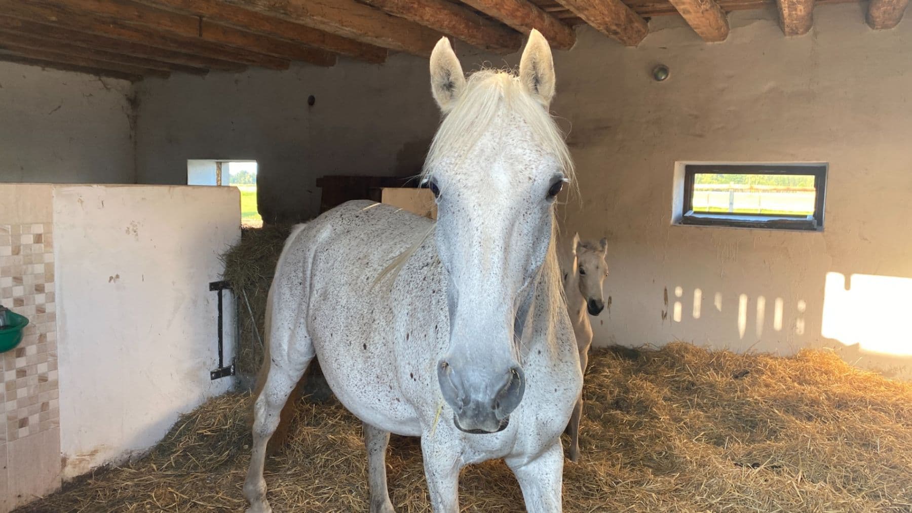 Prodej domu 1.577 m², pozemek 27.215 m², Pluhův Žďár, Jihočeský kraj Prodej domu 1.577 m², pozemek 27.215 m², Pluhův Žďár, Jihočeský kraj